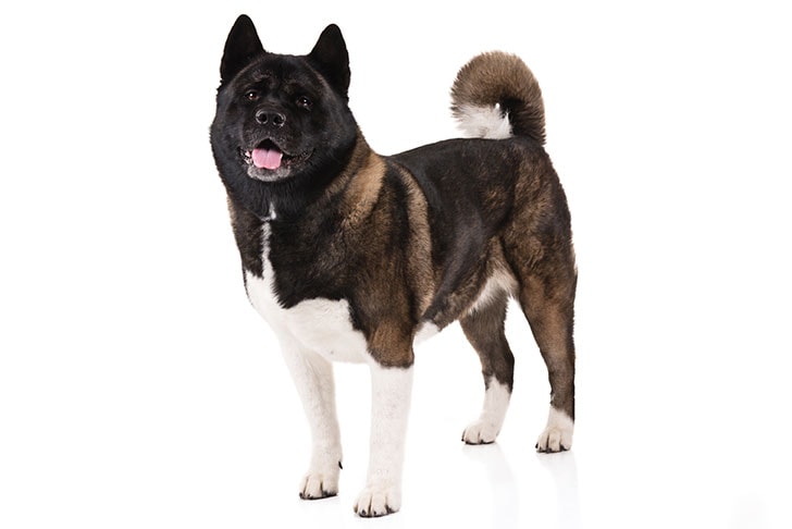 Akitas pet insurance news