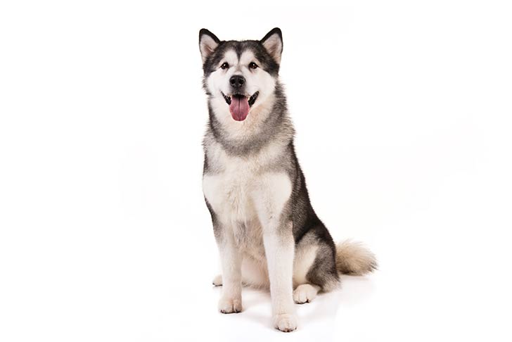 Alaskan Malamutes pet insurance