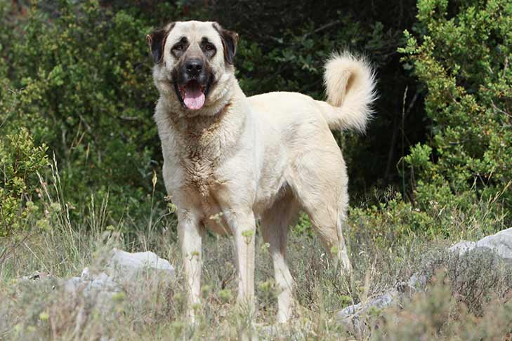 Anatolian Shepherd Dogs pet insurance