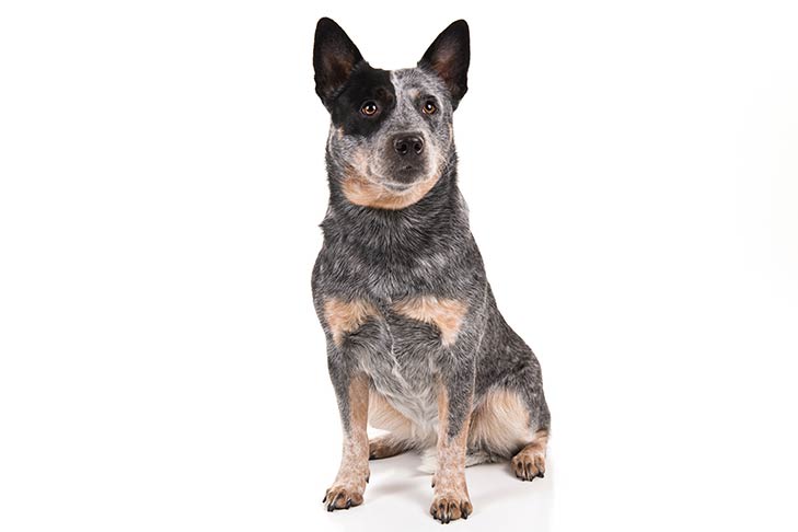 Australian Cattle Dogs pet insurance