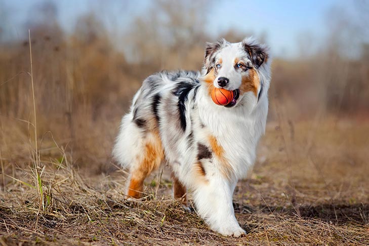 Australian Shepherds pet insurance