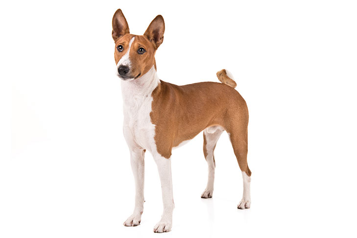 pictures of basenji dogs