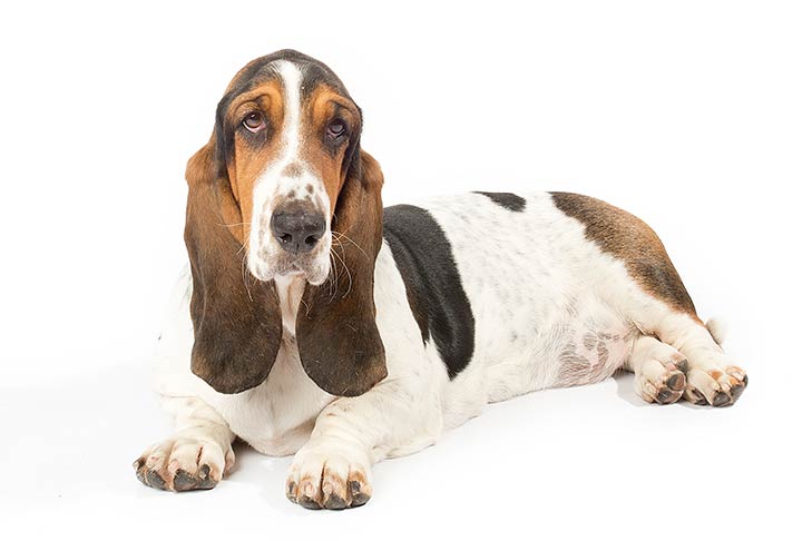 Basset Hounds pet insurance