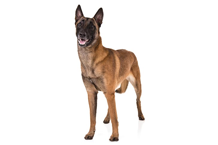 Belgian Malinois pet insurance