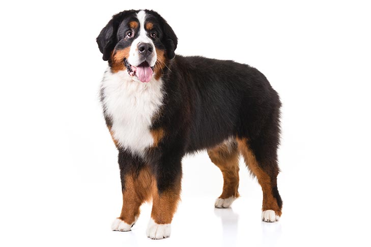 Bernese Mountain Dogs pet insurance