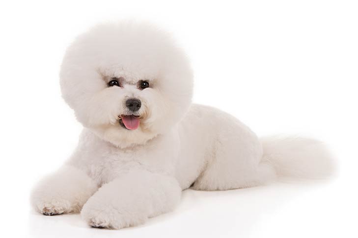 Bichon Frises pet insurance