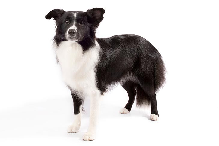 Border Collies pet insurance