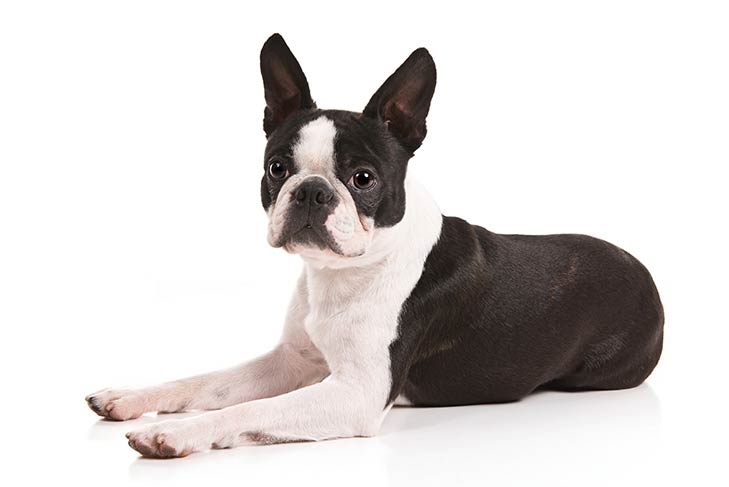 Boston Terriers pet insurance