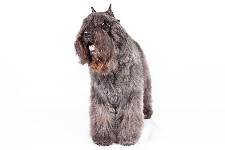 Bouvier des Flandres pet insurance