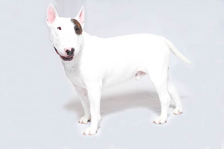 Bull Terriers pet insurance