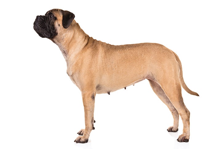 Bullmastiffs pet insurance