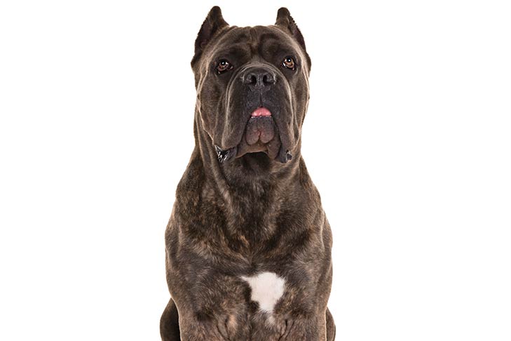 Cane Corso pet insurance