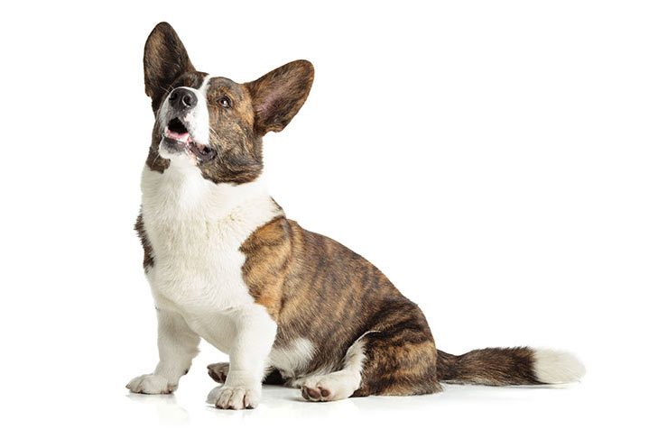 Cardigan Welsh Corgis pet insurance