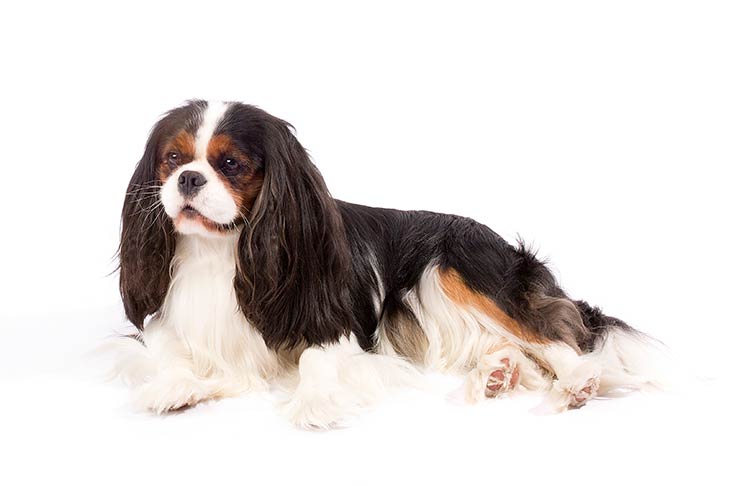 Cavalier King Charles Spaniels pet insurance