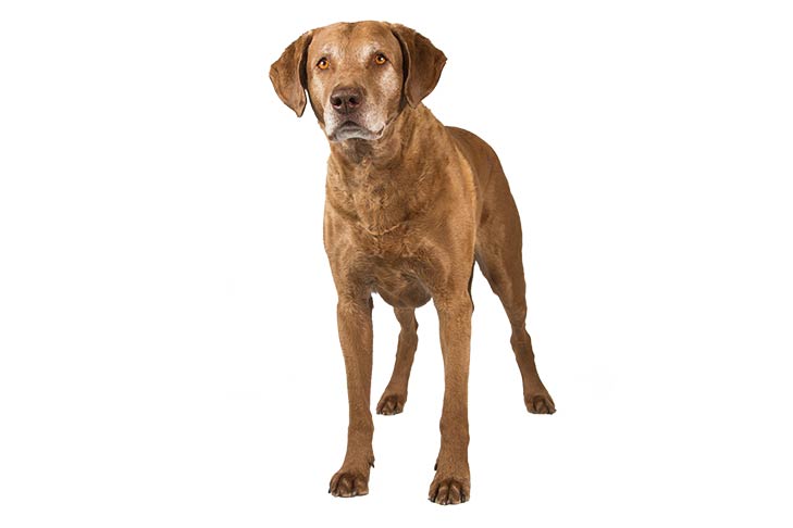 Chesapeake Bay Retrievers pet insurance