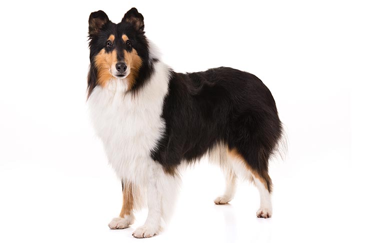 Collies pet insurance