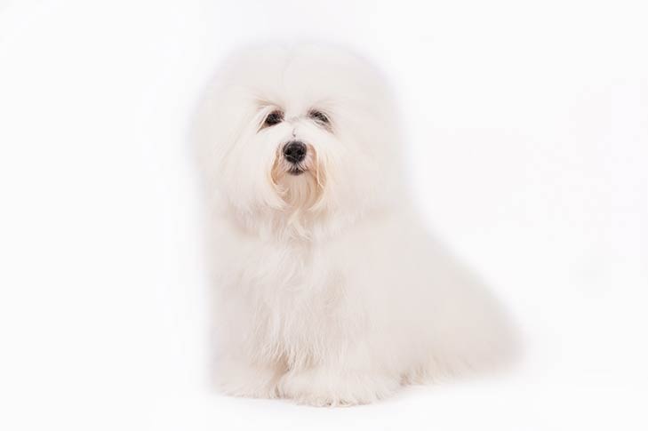 coton de tulear breeders