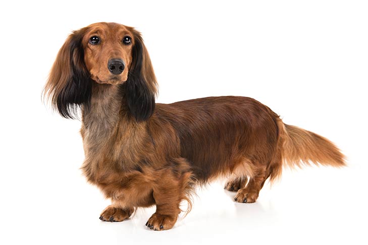 Dachshunds pet insurance