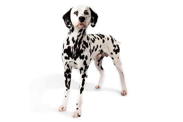 Dalmatians pet insurance