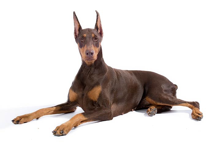 Doberman Pinschers pet insurance