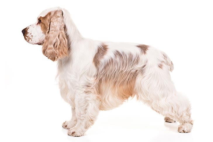 lemon and white english cocker spaniel