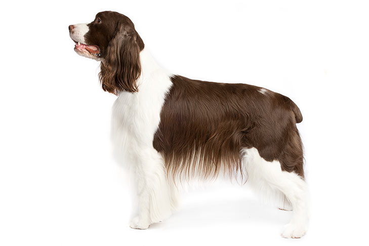 English Springer Spaniels pet insurance