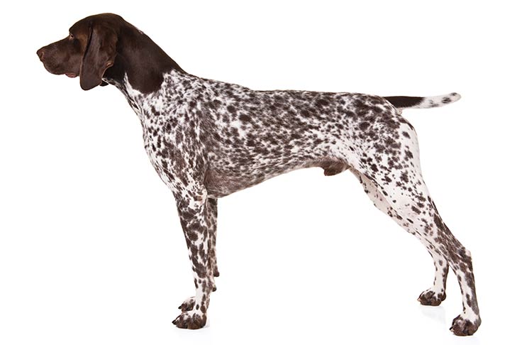 German Shorthaired Pointer pet insurance