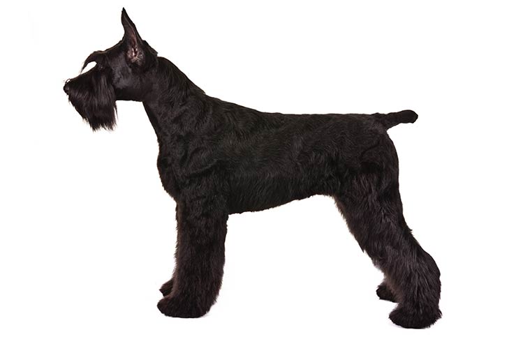 Giant Schnauzers pet insurance