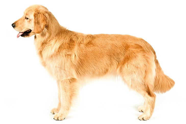 Golden Retrievers pet insurance