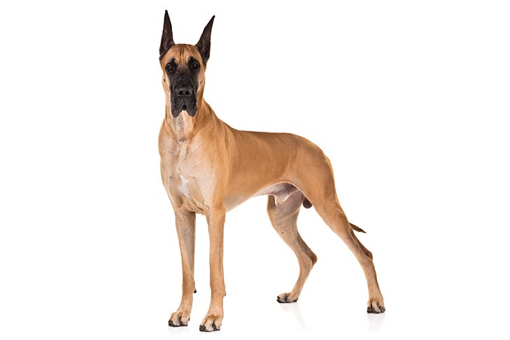 Great Danes pet insurance