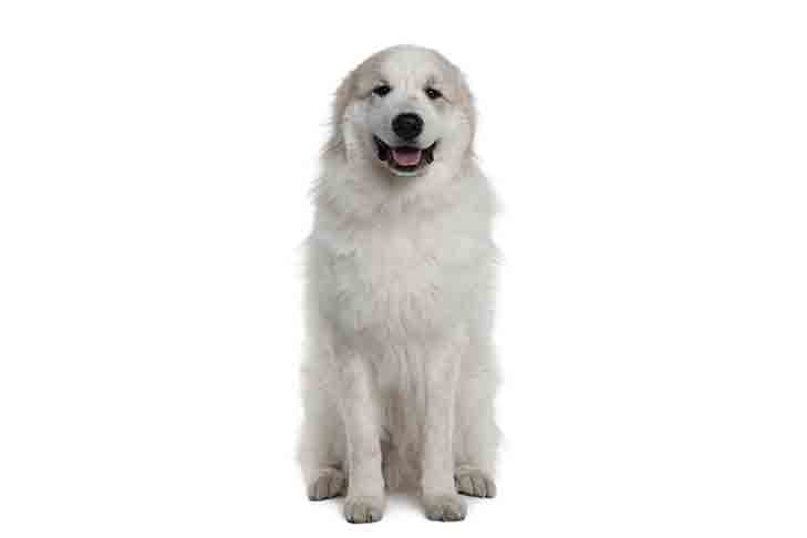 Great Pyrenees pet insurance