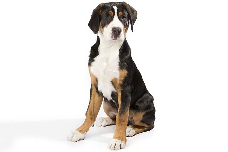 Greater Swiss Mountain Dogs pet insurance