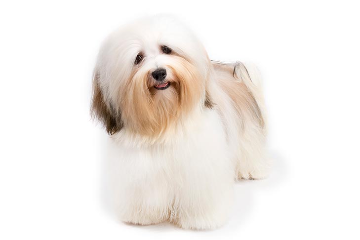 Havanese pet insurance