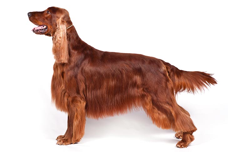 Irish Setters pet insurance