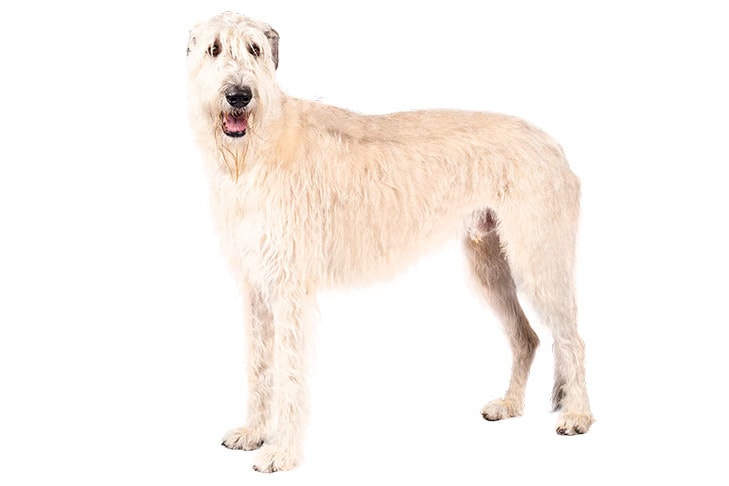 Irish Wolfhounds pet insurance