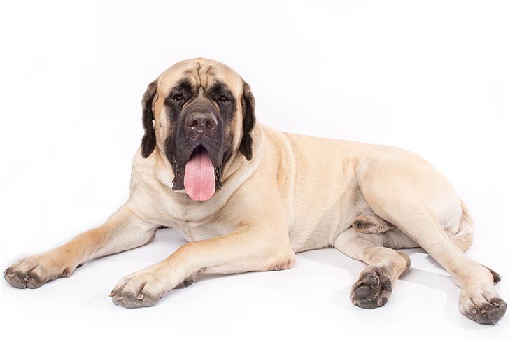 Mastiffs pet insurance