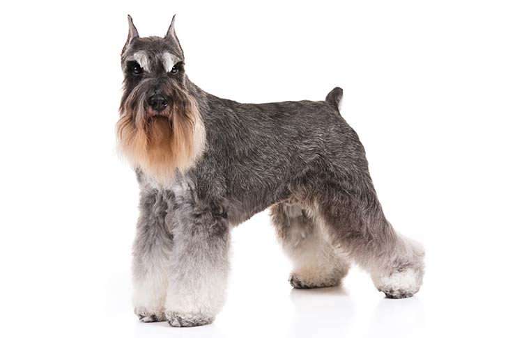 Miniature Schnauzers pet insurance