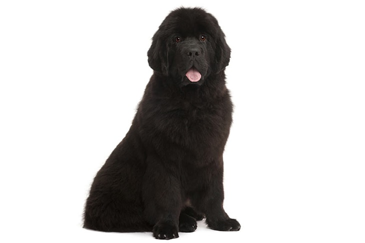 Newfoundlands pet insurance