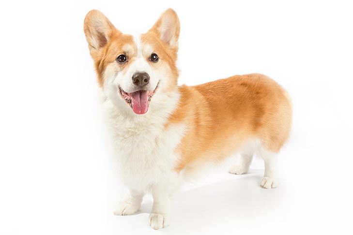 Pembroke Welsh Corgis pet insurance