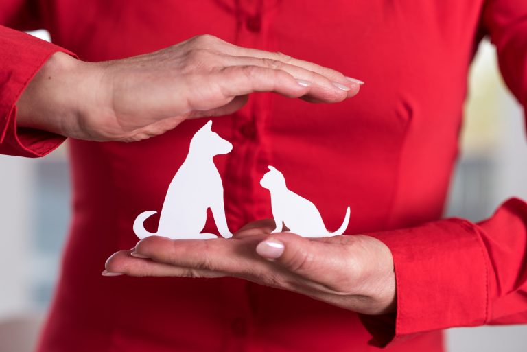 Pet Health Insurance for Cats