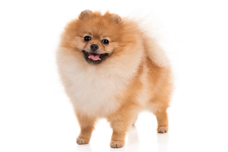 Pomeranians pet insurance