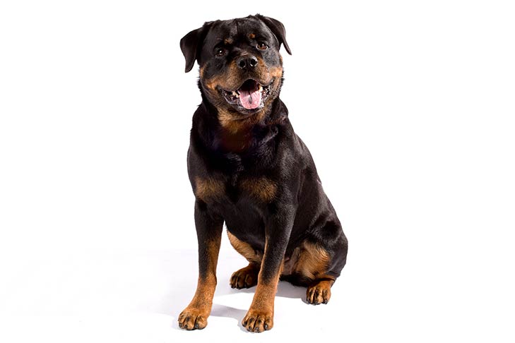 Rottweilers pet insurance