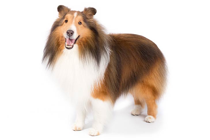 Shetland Sheepdogs pet insurance