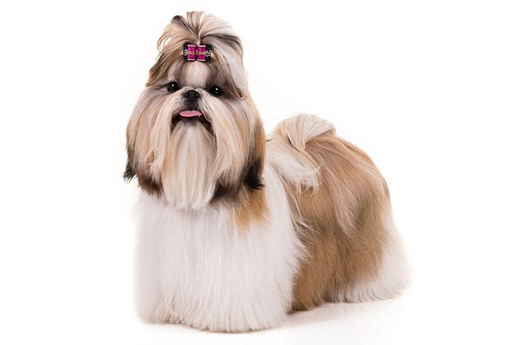 Shih Tzu pet insurance