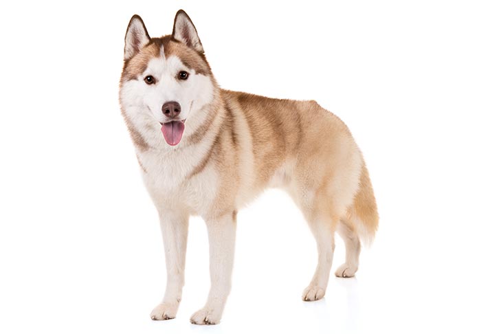 Siberian Huskies pet insurance