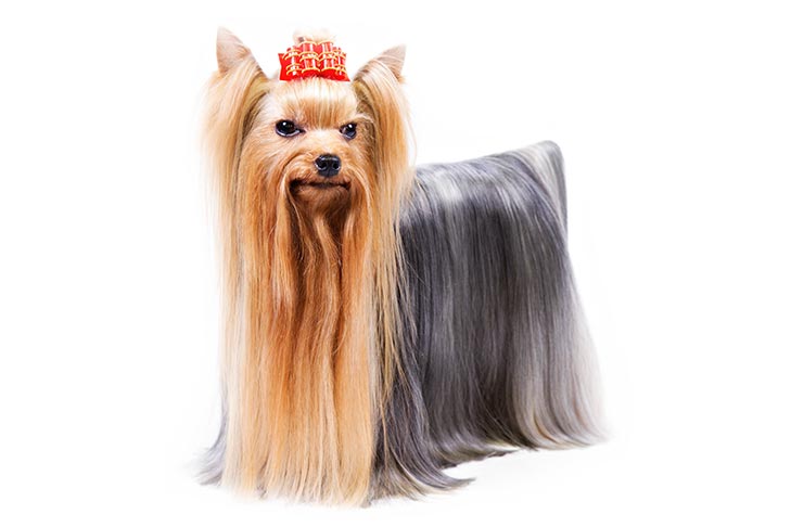 Yorkshire Terriers pet insurance