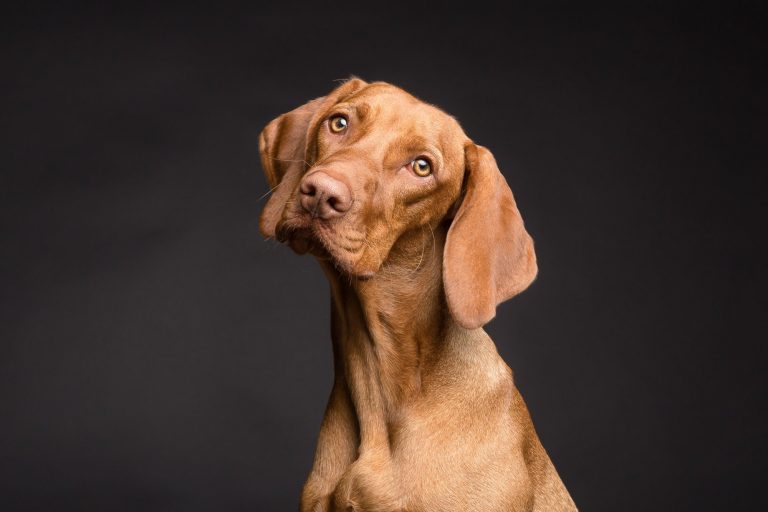 pet insurance coverage