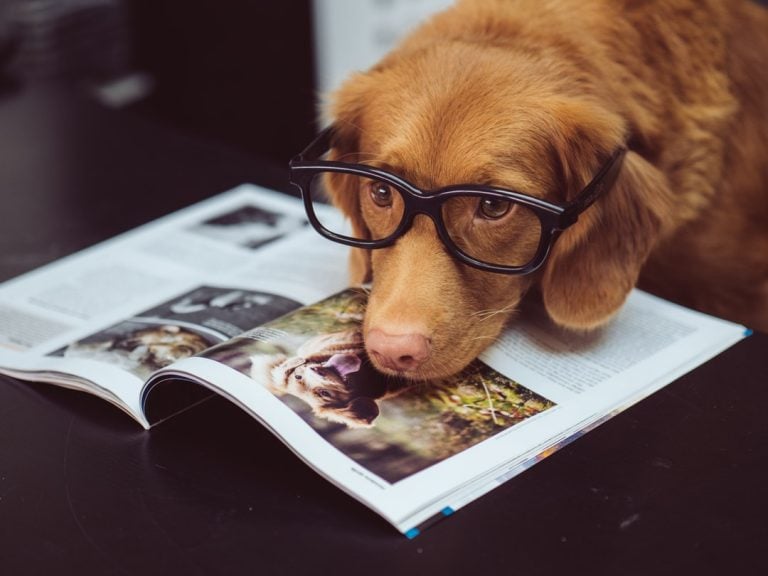 pet wellness plans