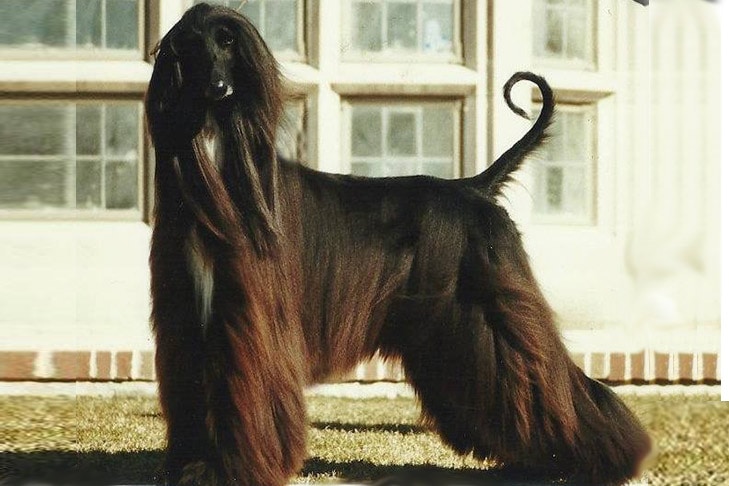 Afghan Hounds pet insurance