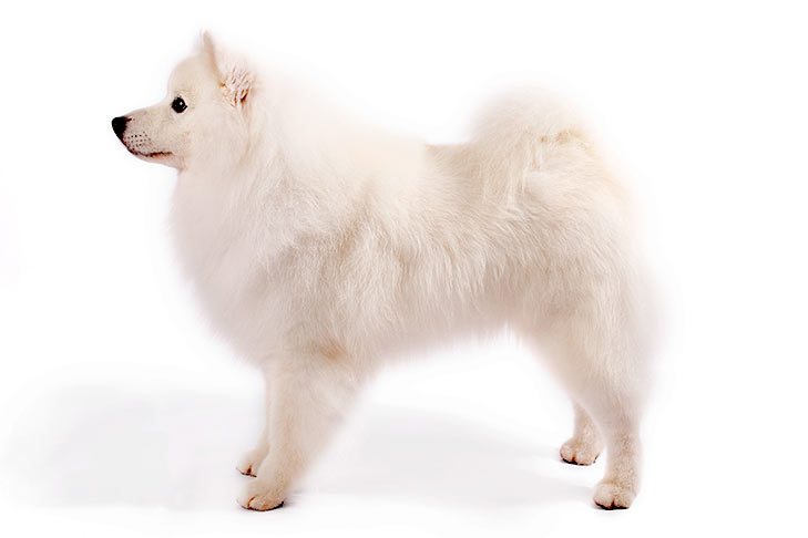 American Eskimo Dogs pet insurance